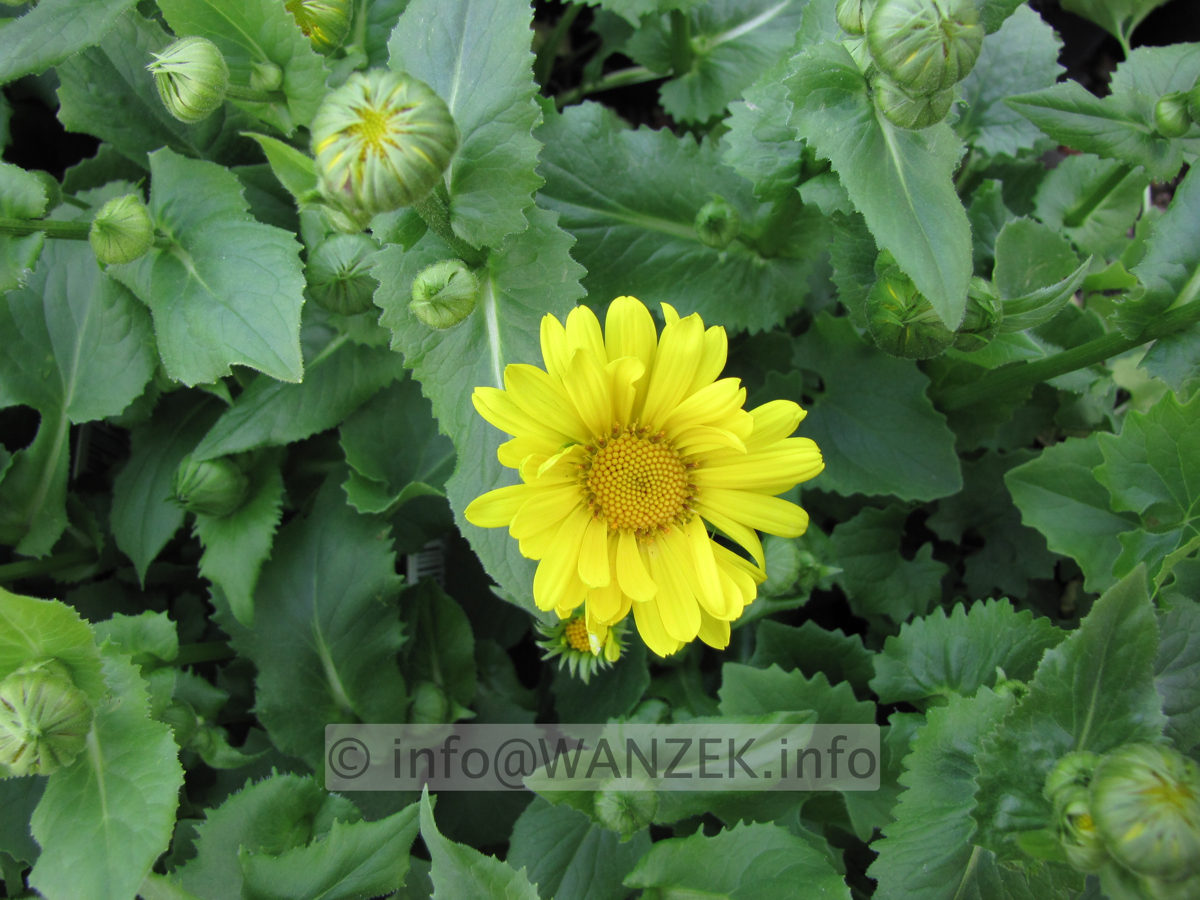 Doronicum orientale Little Leo.JPG